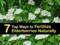 Homemade Fertilizer for Elderberries titleimg1
