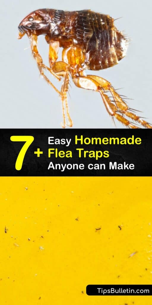 Adult flea control is essential for preventing an infestation of these biting insects. Keep them from taking over your home and irritating your pets. Learn how to make a homemade flea trap using dish soap and other household supplies for flea control. #homemade #flea #traps