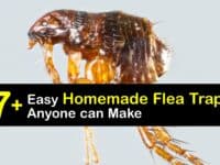 Homemade Flea Traps titleimg1