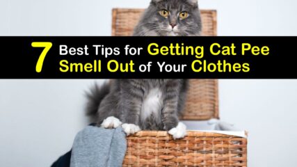 Cat Urine Odors - Guide to Get Cat Pee Smells Out of Clothes