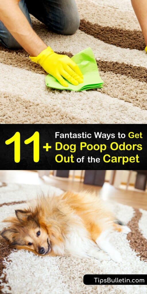 A pet stain and pet odor are often lingering issues when you clean dog poop. Remove solid waste in a paper towel and clean poop stains and smells from your carpet with simple odor remover products like white vinegar and dish soap, or make odor eliminator balls. #dog #poop #smell #remove #carpet