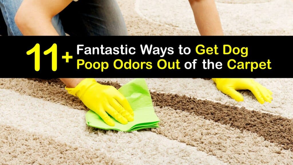 How to Get Dog Poop Smell Out of Carpet titleimg1
