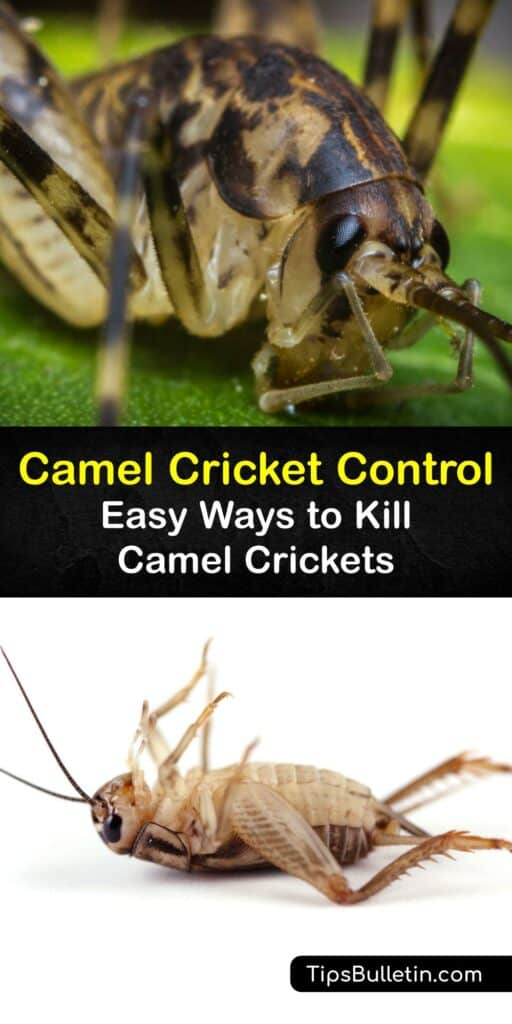 Like mole crickets, the cave cricket is a pest because of its habit of causing damage to the crawl space in homes in search of food. Discover simple and effective forms of pest control to eliminate these insects before they become a severe problem. #getridof #camel #crickets