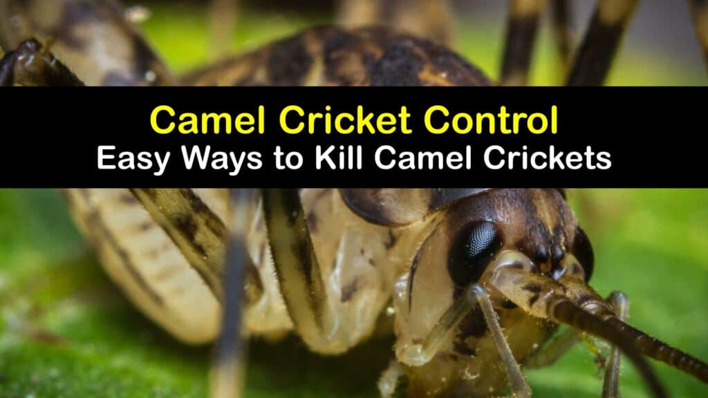 How to Get Rid of Camel Crickets titleimg1