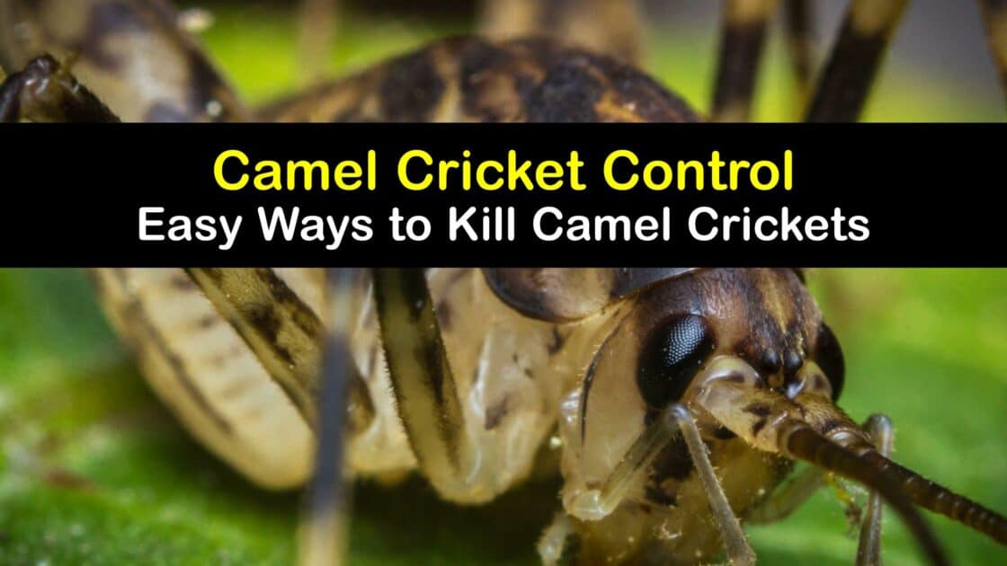 Camel Cricket Control Easy Ways to Kill Camel Crickets