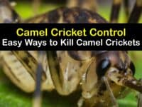 How to Get Rid of Camel Crickets titleimg1