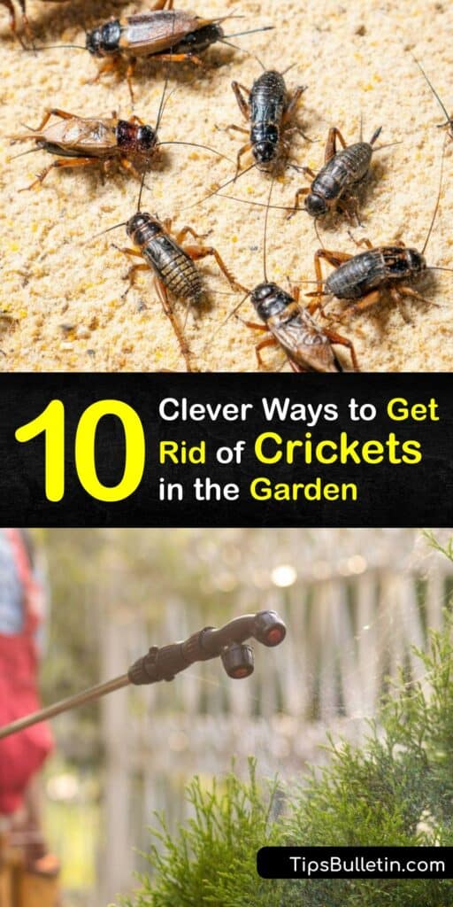 House cricket, field cricket, and mole cricket - these insects are known for a signature chirping sound that makes them a nuisance pest for many homeowners. Discover ways to kill crickets outside to prevent crickets from finding their way inside your house. #cricket #getridof #outside