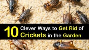 How to Get Rid of Crickets Outside titleimg1