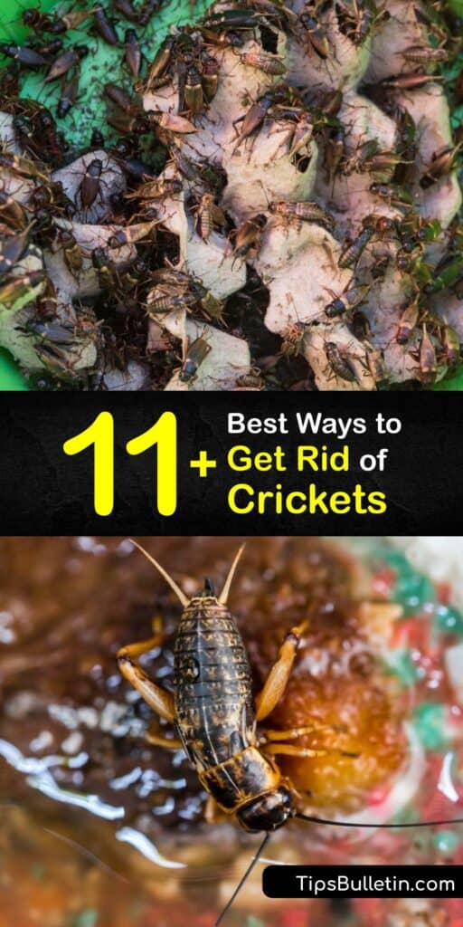 Learn ways to eliminate the house cricket or field cricket and prevent a cricket infestation. The male cricket makes chirping sounds, and the female cricket lays hundreds of eggs. It’s vital to take cricket control steps to prevent crickets from becoming a problem. #getridof #crickets