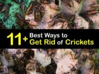 How to Get Rid of Crickets titleimg1