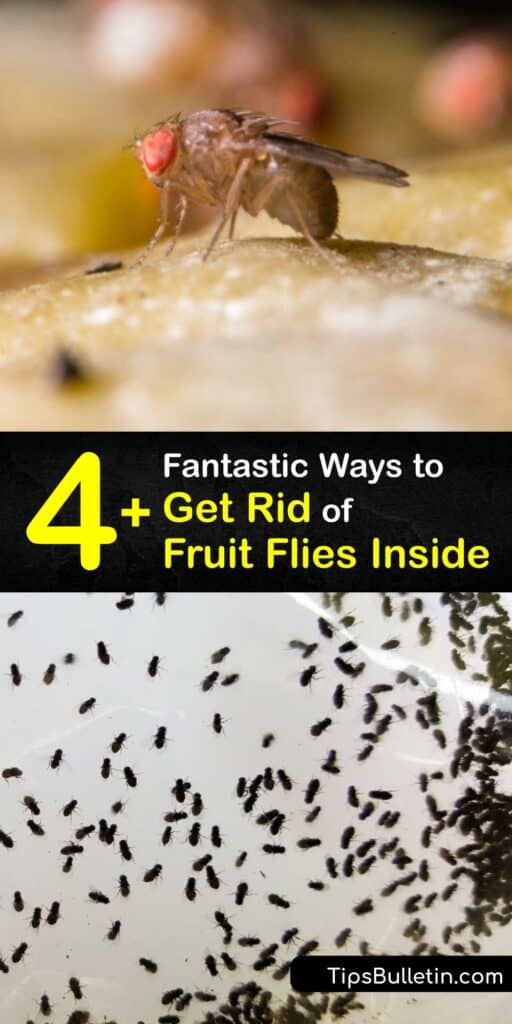When you have a fruit fly infestation, apple cider vinegar is your best friend. Learn how to make a super-effective fruit fly trap with dish soap, vinegar, and a little plastic wrap. Fight fruit flies with practical DIY solutions and inexpensive ideas. #remove #fruit #flies #inside