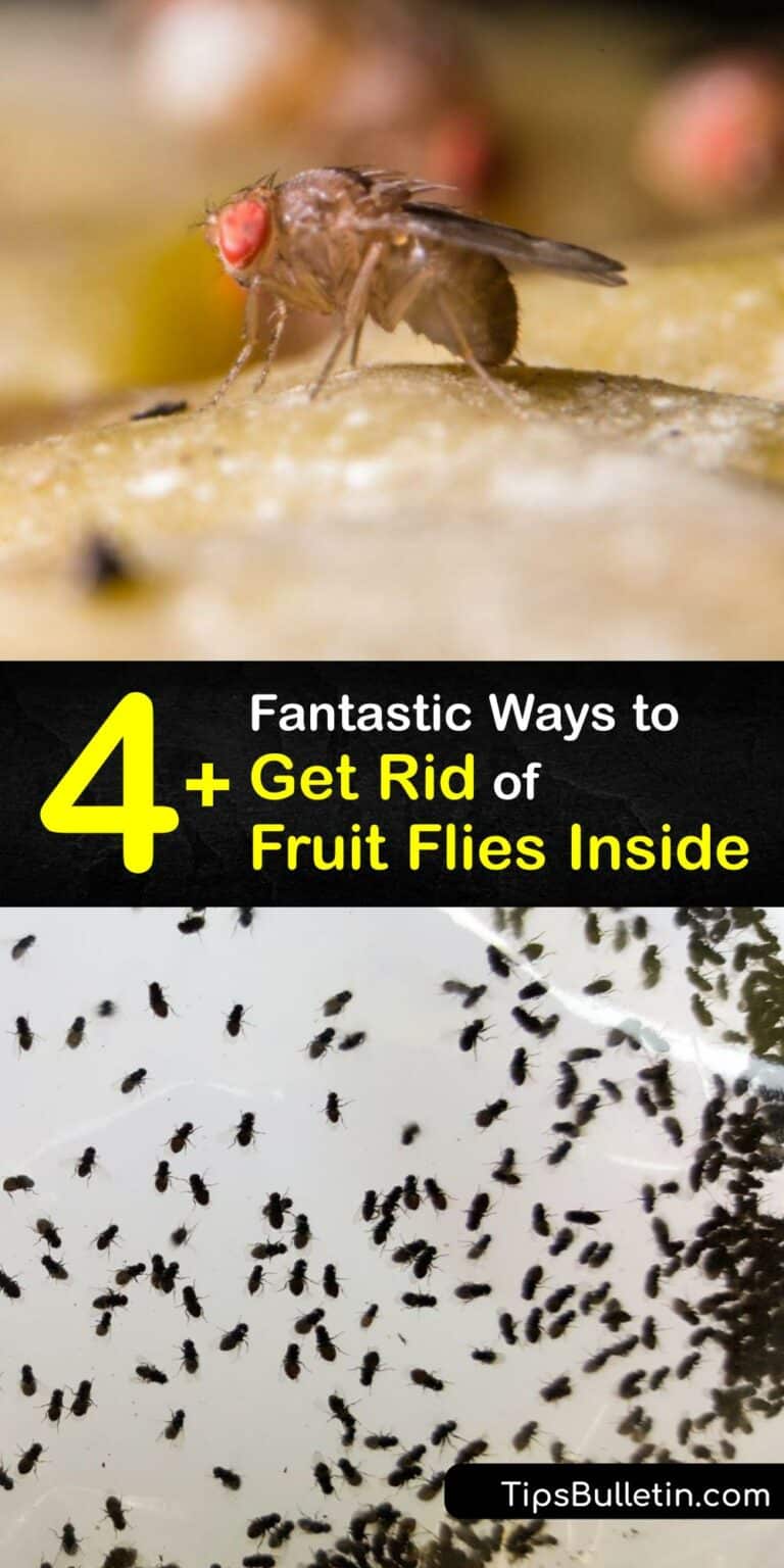 how do you get rid of fruit flies inside your house