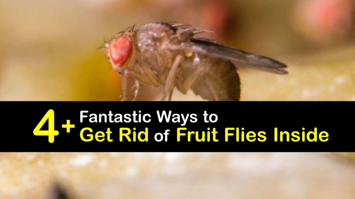 how to get rid of fruit flies quickly inside