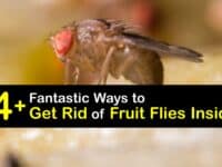 How to Get Rid of Fruit Flies Inside titleimg1