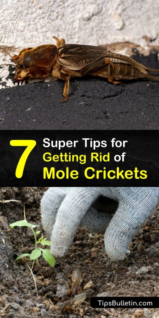 Learn ways to prevent a mole cricket infestation around your home. Mole cricket damage causes the lawn to suffer, and it’s vital to take mole cricket control steps to keep the grass healthy. Luckily, the mole cricket is easy to eliminate with various remedies. #howto #getridof #mole #crickets