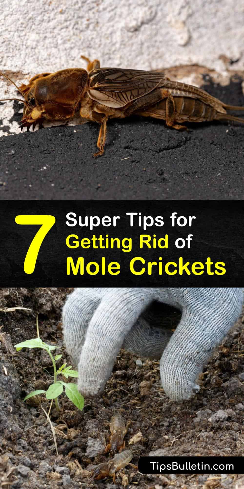 Eliminate Mole Crickets Quick Tricks for Controlling Mole Crickets