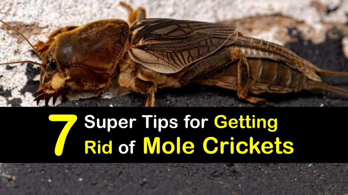 Eliminate Mole Crickets Quick Tricks for Controlling Mole Crickets