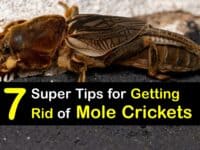 How to Get Rid of Mole Crickets titleimg1