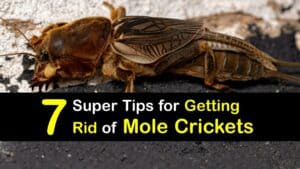 How to Get Rid of Mole Crickets titleimg1