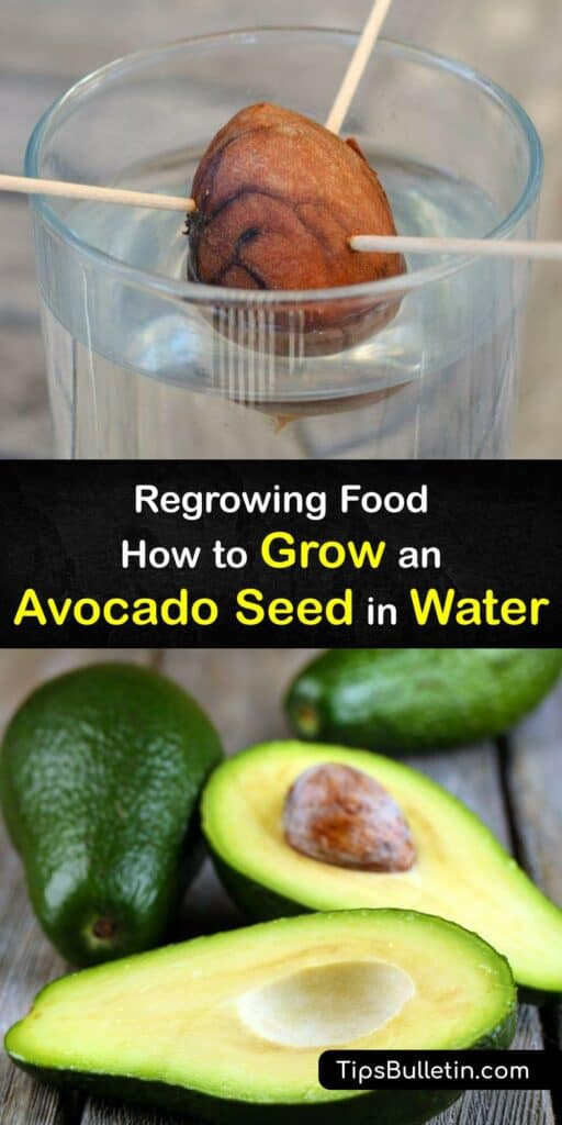 Discover how to grow your own avocado plant from an avocado seed in a glass of water. Learn how to transplant it in potting soil after it begins sprouting and care for your avocado houseplants for healthy growth. #howto #grow #avocado #seed #water