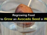 How to Grow an Avocado Seed in Water titleimg1