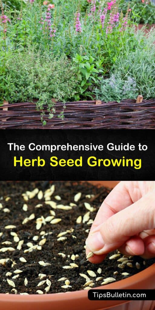 Learn how to grow herbs from seeds indoors and outside and harvest fresh herbs from your herb garden. Growing herbs is easy as long as you use a seed starting mix, a pot with drainage holes, and grow lights or sunshine. #howto #grow #herbs #seed