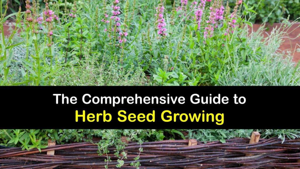 How to Grow Herbs from Seeds titleimg1