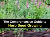 How to Grow Herbs from Seeds titleimg1