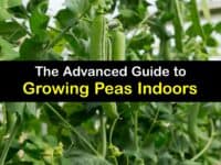 How to Grow Peas Indoors titleimg1