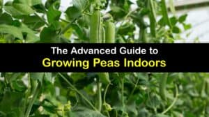 How to Grow Peas Indoors titleimg1