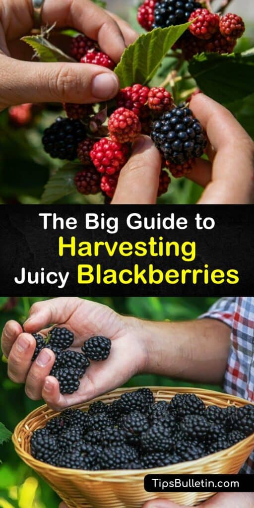 Growers plant cultivars of blackberry bushes and care for them the first year until fruiting the following year. Harvest from your blackberry plants and refrigerate your berries for up to a week. Contact your local cooperative extension if you have questions. #harvest #blackberries