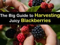 How to Harvest Blackberries titleimg1