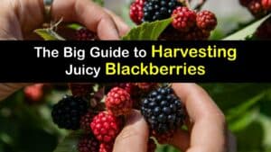 How to Harvest Blackberries titleimg1
