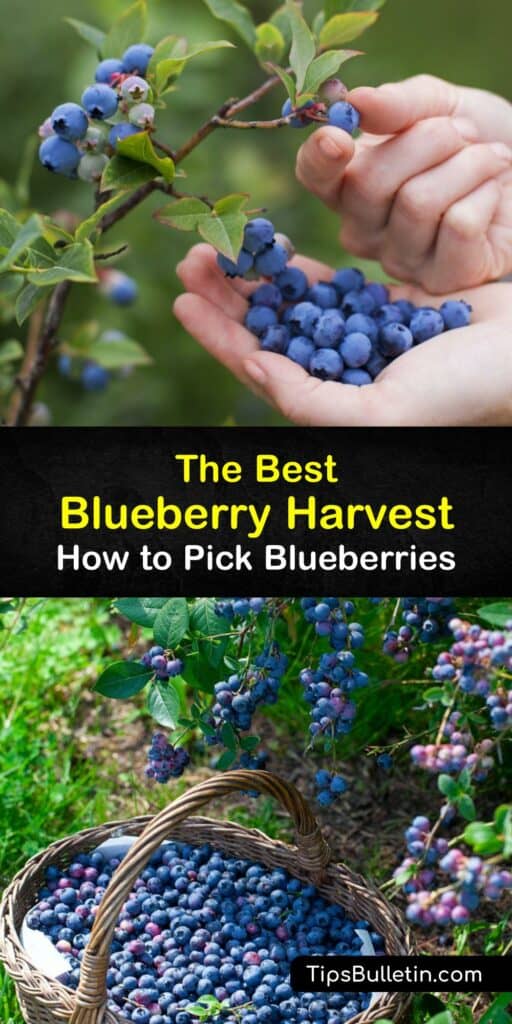 Learn how long blueberry plants take to bear fruit and how to harvest them. Blueberries have a high antioxidant capacity, are acid-loving plants that love a soil pH between 4.3 and 5.5, and thrive in hardiness zones 3 through 7, depending on the type. #harvest #blueberries