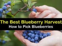 How to Harvest Blueberries titleimg1