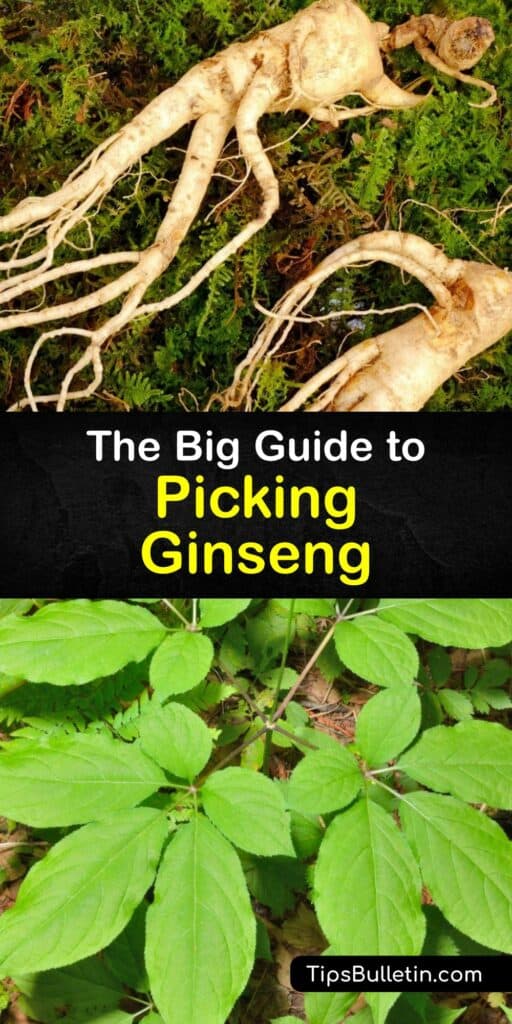 American ginseng (Panax quinquefolius) is among the natural resources protected by the U.S. Fish and Wildlife Service which cites rules for harvesters. Growers and diggers can ensure the best ginseng roots by learning about ginseng harvest season and harvest methods. #harvest #ginseng
