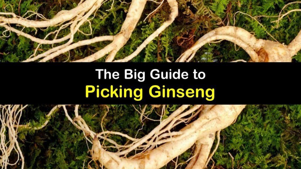 How to Harvest Ginseng titleimg1