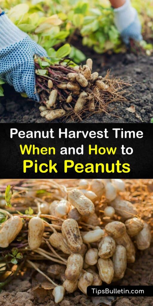 Learn when and how to harvest peanuts or groundnuts at the end of the growing season. Peanut plants are great additions to the home garden. However, they are slow growers and require the right amount of frost-free days to produce nuts. #howto #when #harvest #peanuts