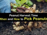 How to Harvest Peanuts titleimg1
