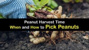 How to Harvest Peanuts titleimg1