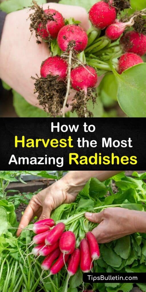 Want to plant radishes this year? We’ve got top tips for harvesting radishes like Cherry Belle and French Breakfast in your home garden. Whether you’re growing winter radishes in the late summer, or growing radishes in the spring, we have helpful hints for your harvest. #radish #harvest