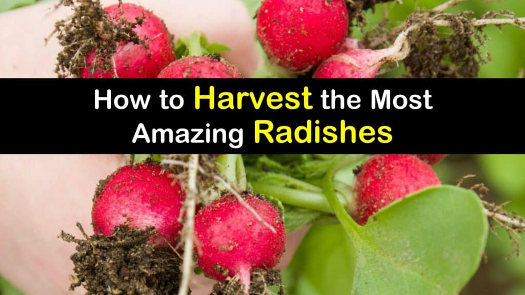 How to Harvest Radishes titleimg1