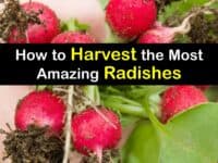 How to Harvest Radishes titleimg1