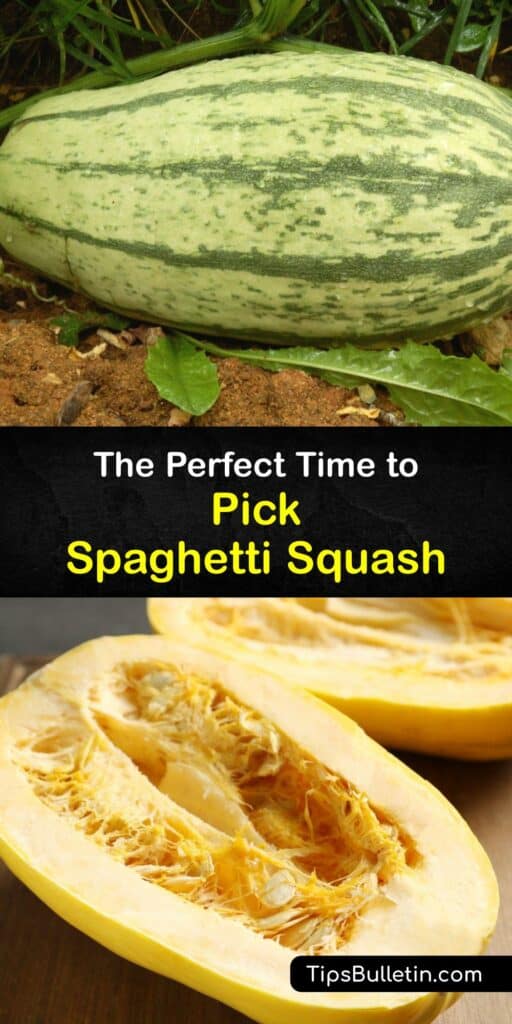 Like acorn squash, butternut squash, zucchini and summer squash, it’s important to know when to harvest spaghetti squash from your garden after the growing season. After squashes ripen to a yellow color, check the rind, harvest, and store them in a dry place. #harvest #spaghetti #squash