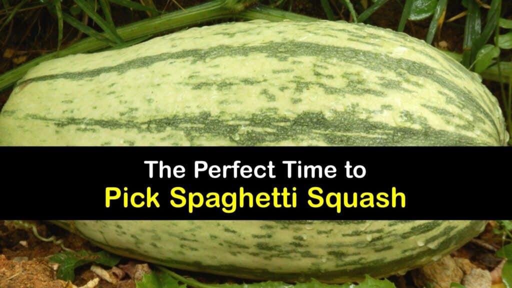 How to Harvest Spaghetti Squash titleimg1