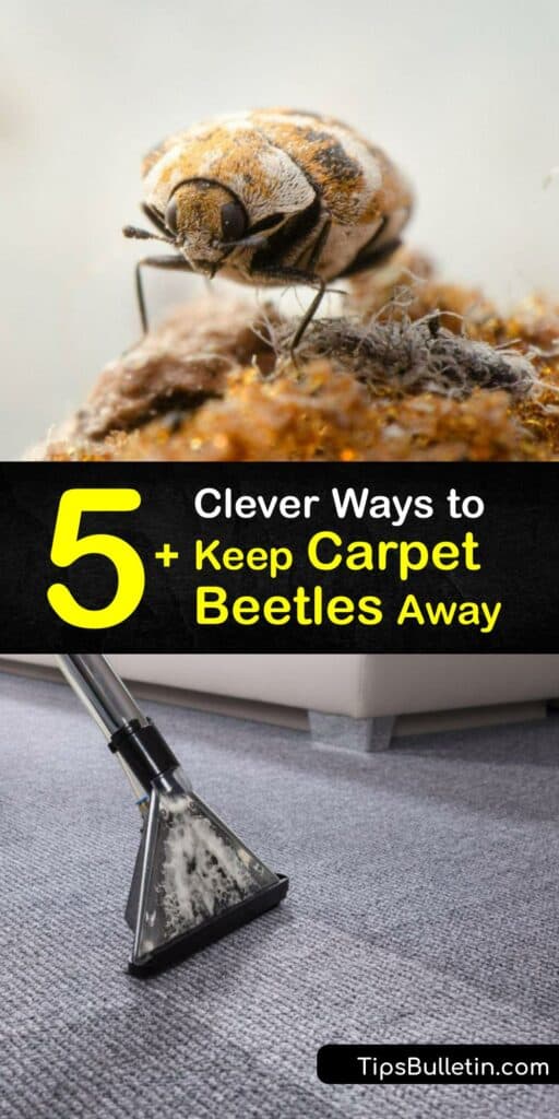 Carpet beetle larvae are pests that invade your home. Like a clothes moth, the larvae of adult carpet beetles feed on the fibers in clothes and furniture. Discover effective pest control methods to handle a carpet beetle infestation. #carpet #beetles #prevent