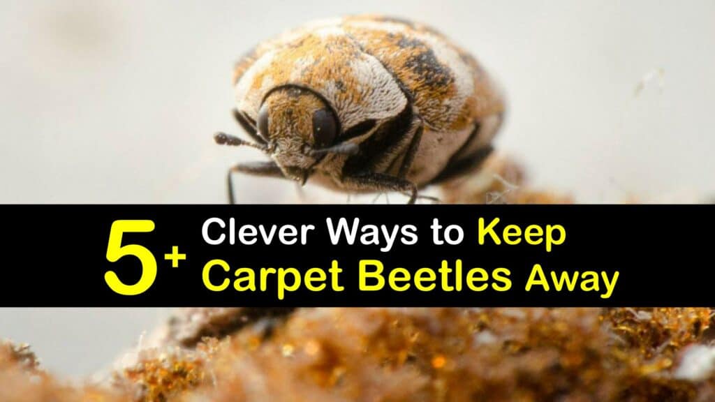 How to Keep Carpet Beetles Away titleimg1