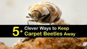 How to Keep Carpet Beetles Away titleimg1