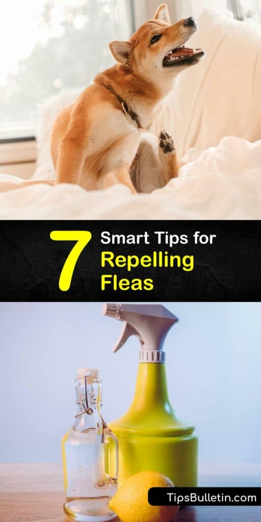 When you have a flea infestation and need pest control, try a home remedy to kill fleas and flea eggs naturally. Reduce the adult flea population and avoid a painful flea bite using dish soap, lemons, apple cider vinegar flea treatment, and more. #repel #fleas #deter