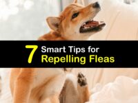 How to Keep Fleas Away titleimg1